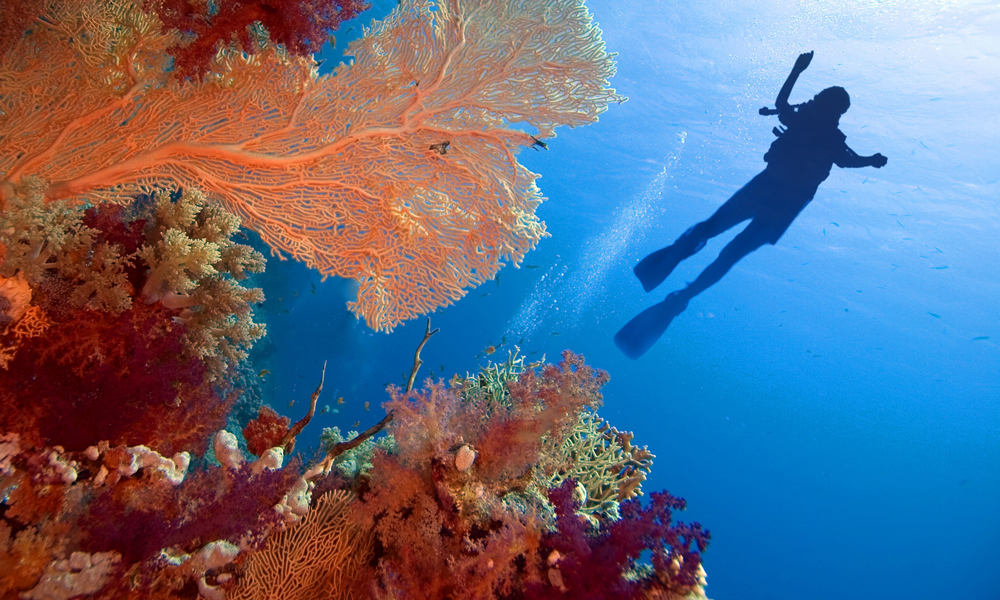 Red Sea Facts - Egypt Tours Portal