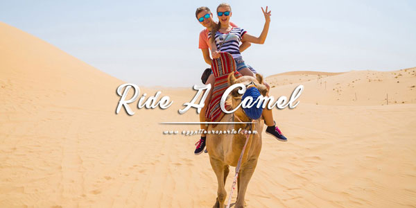 Ride A Camel In the Desert - Things to Do in El Gouna - Egypt Tours Portal