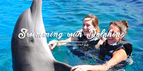 Swimming with Dolphins - Things to Do in El Gouna - Egypt Tours Portal