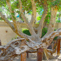 The Virgin's Mary Tree - Egypt Tours Portal