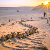 Wadi El Hitan - Egypt Tours Portal