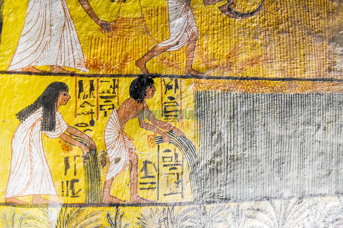 Some Villagers Are Harvesting the Crop in Deil El Medina