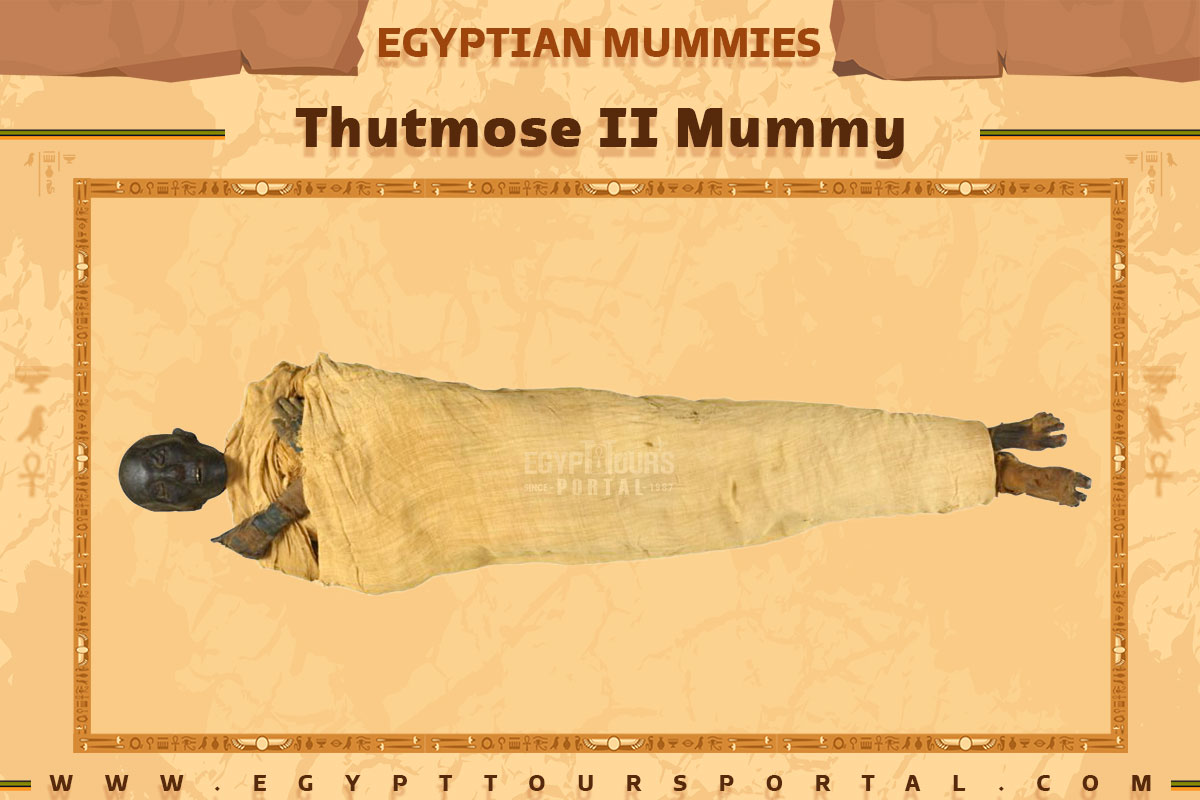 Thutmose II Mummy - Egypt Tours Portal