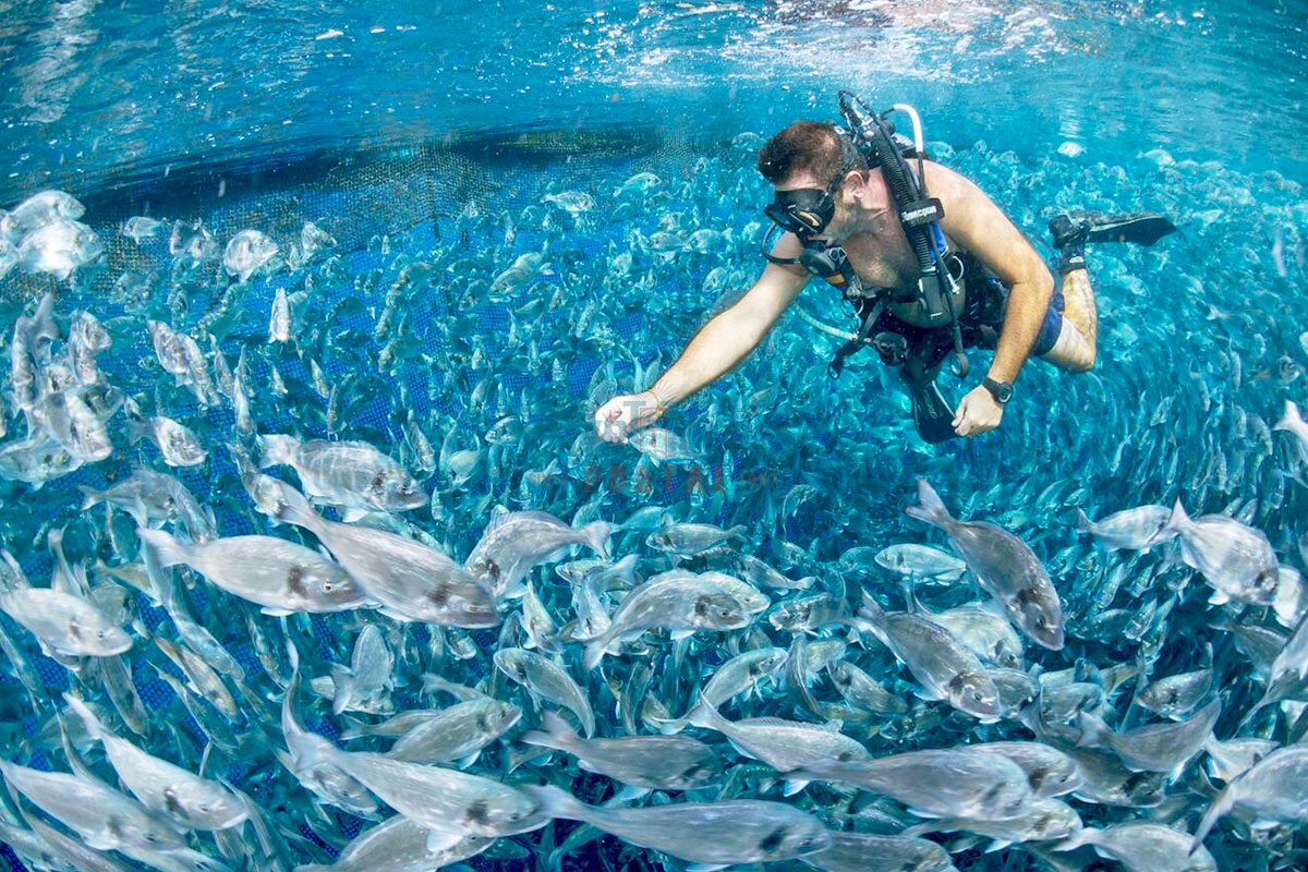 Diver Tending Mediterranean Fish Farm - Egypt Tours Portal