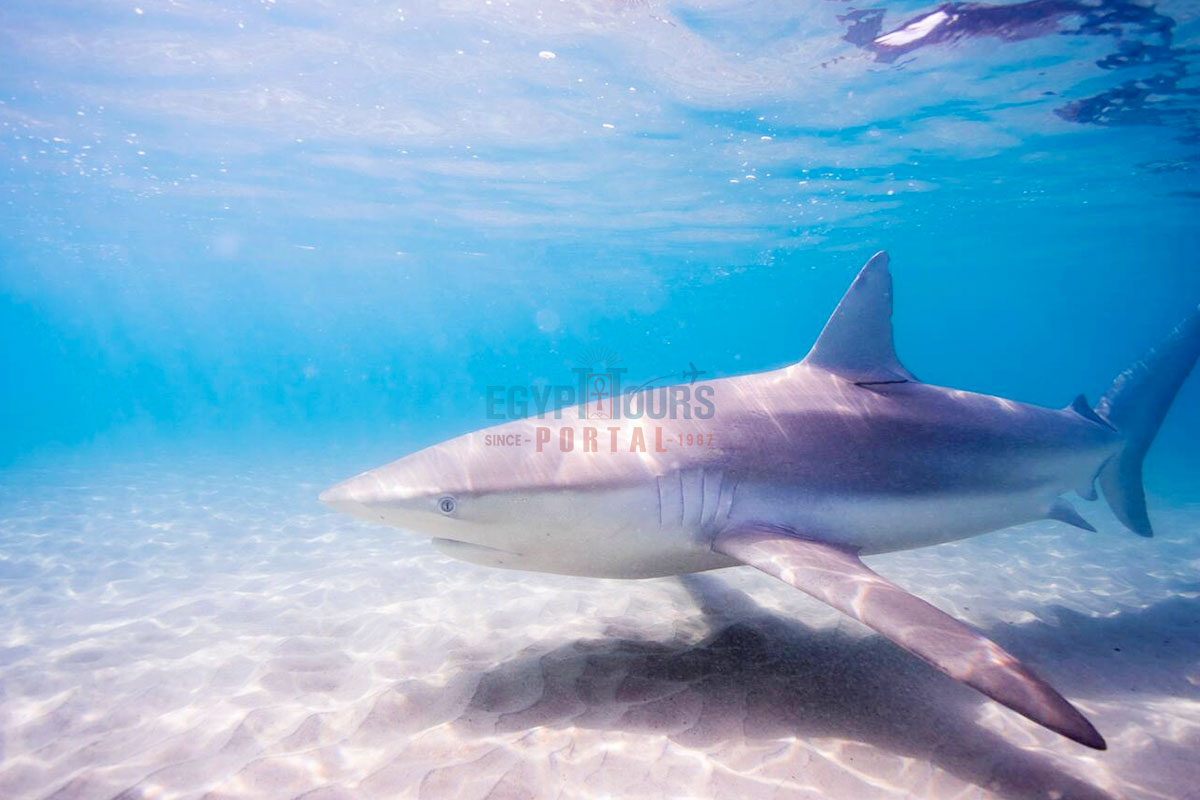 Dusky Shark in the Mediterranean Sea - Egypt Tours Portal