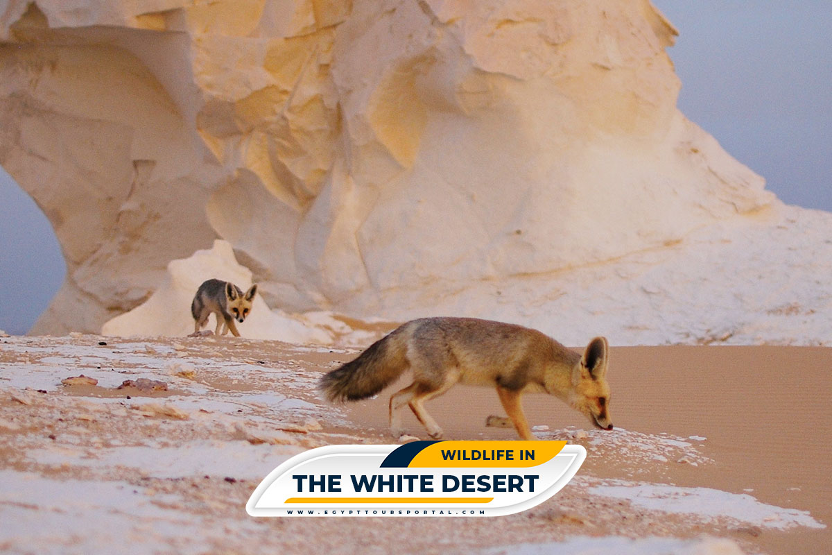 Wildlife & Animals in the White Desert Egypt - Egypt Tours Portal