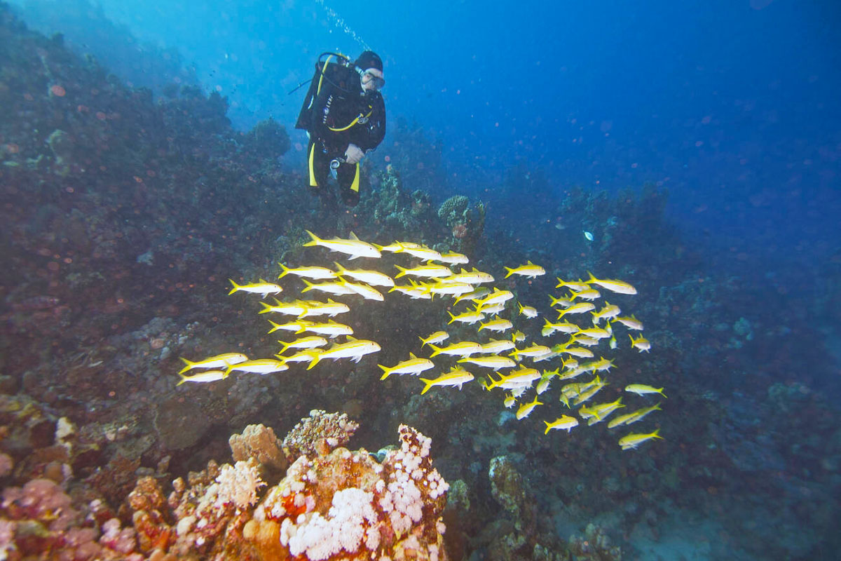 Goatfishes in the Red Sea - What to Do Beyond the Usual Sites in Egypt - Egypt Tours Portal