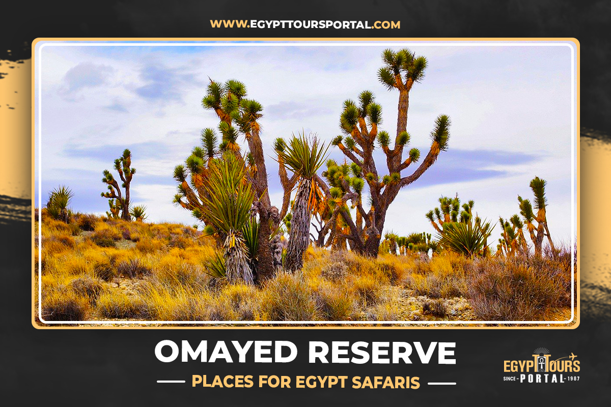 Omayed Reserve - Places for Egypt Safaris - Egypt Tours Portal