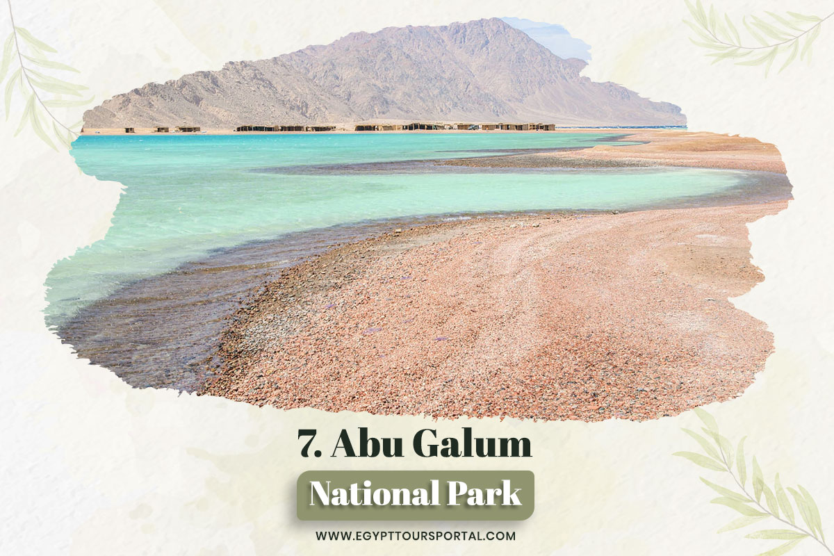 Abu Galum Protected Area - National Parks In Egypt - Egypt Tours Portal
