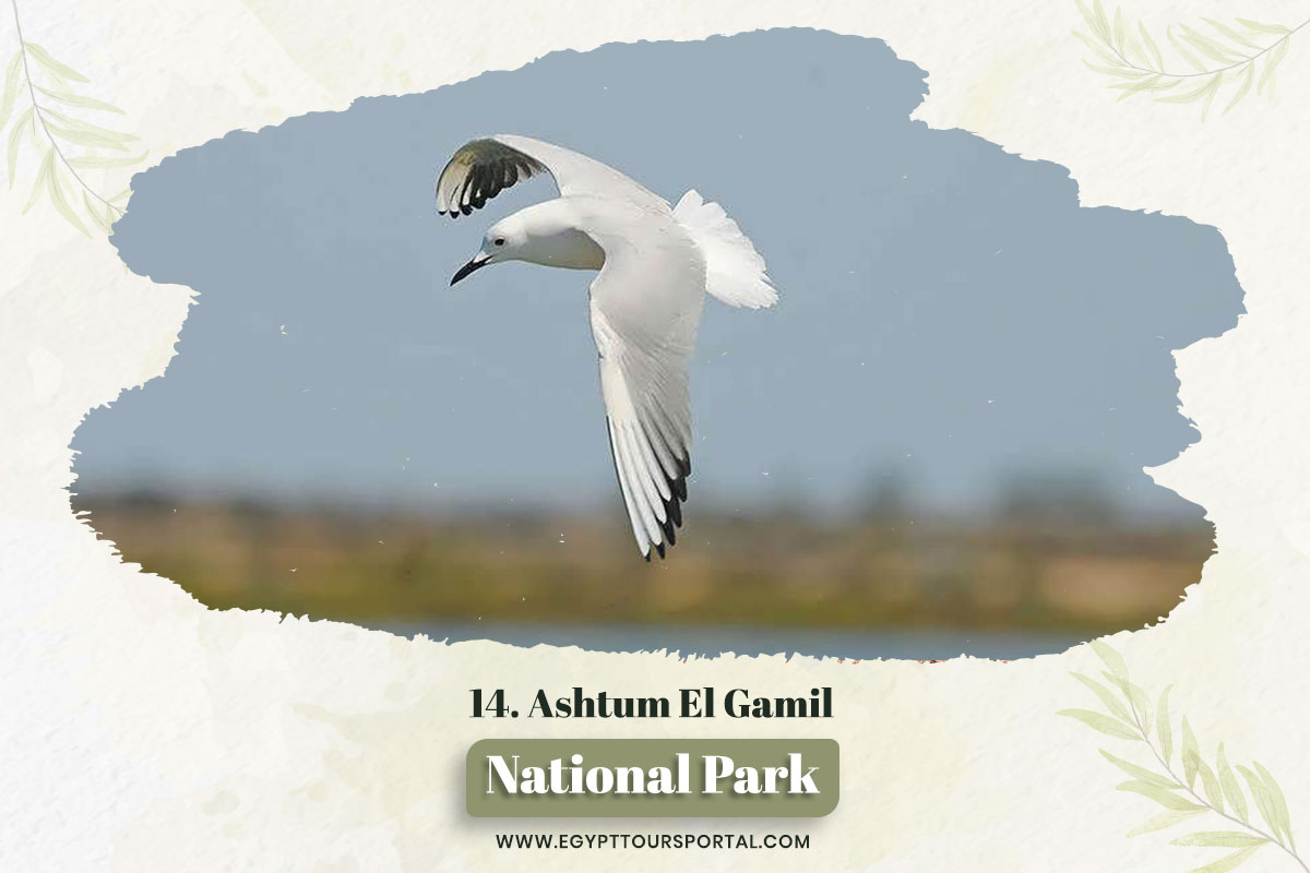 Ashtum El Gamil Protectorate - National Parks In Egypt - Egypt Tours Portal