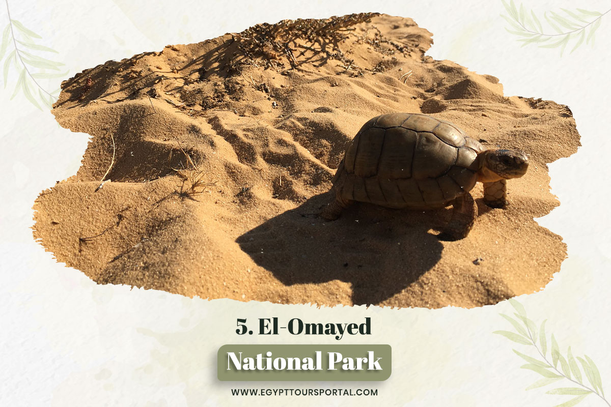El-Omayed Reserve - National Parks In Egypt - Egypt Tours Portal