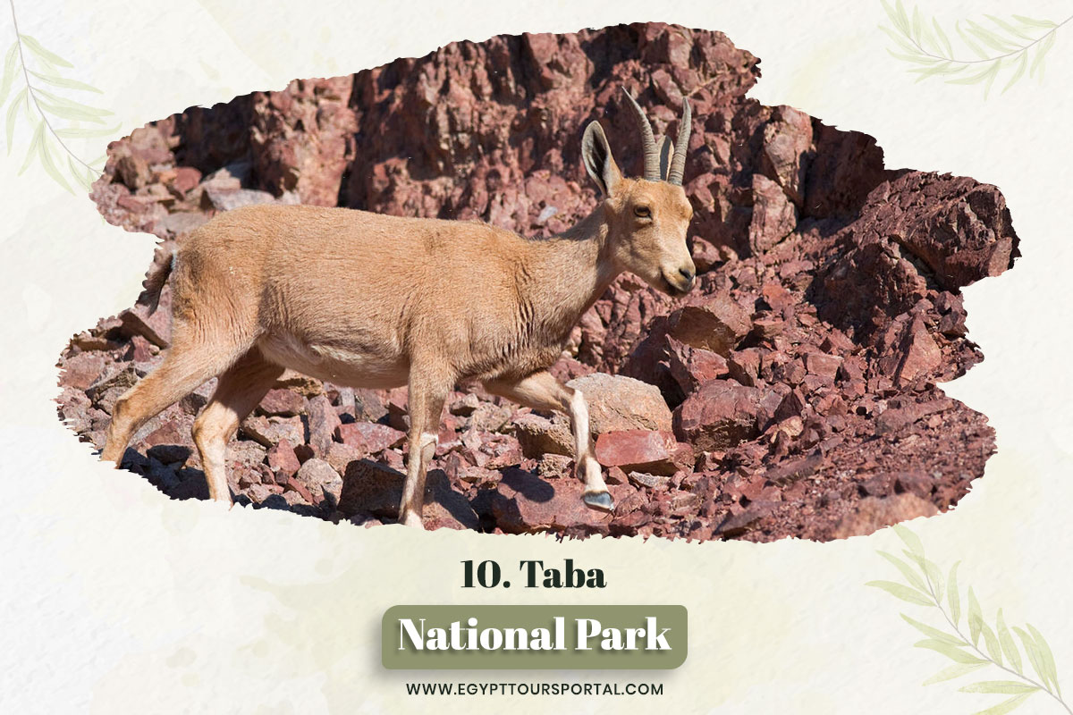 Taba Protectorate - National Parks In Egypt - Egypt Tours Portal