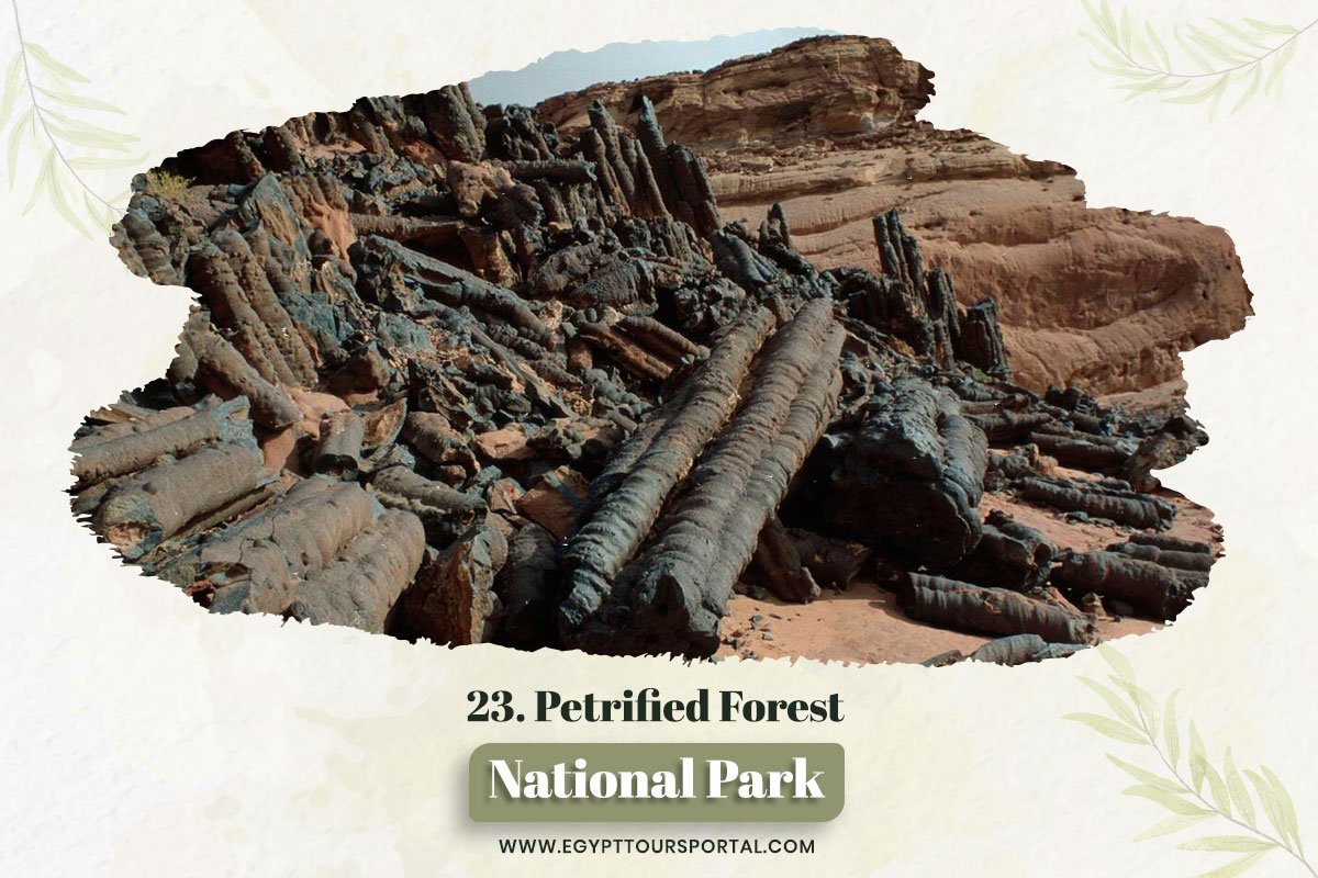 The Petrified Forest Natural Reserve - National Parks In Egypt - Egypt Tours Portal