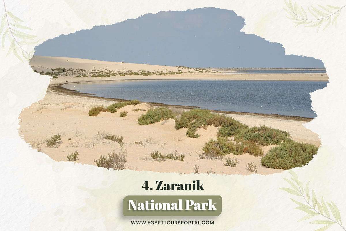 Zaranik Protected Area - National Parks In Egypt - Egypt Tours Portal