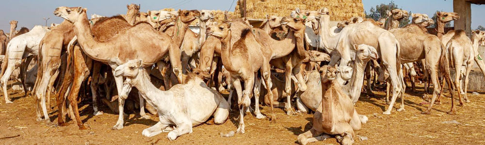 Birqash Camel Market Day Tour Itinerary - Egypt Tours Portal