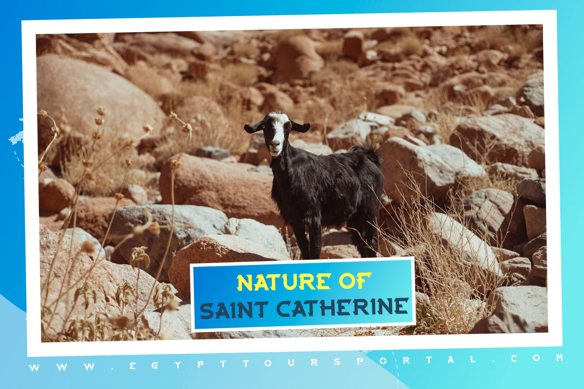 Nature of Saint Catherine City - Egypt Tours Portal