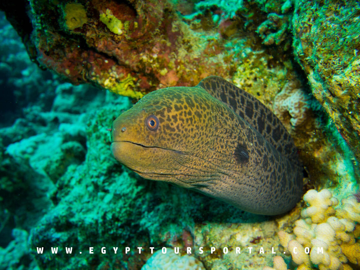 Diving - Things to Do in Port Ghalib - Egypt Tours Portal