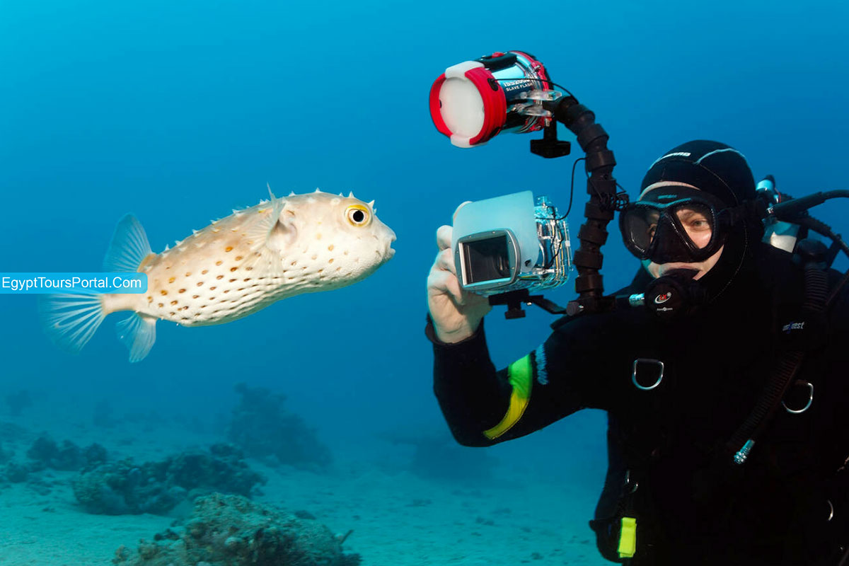 Diving Excursion - Things To Do in Makadi Bay - Egypt Tours Portal