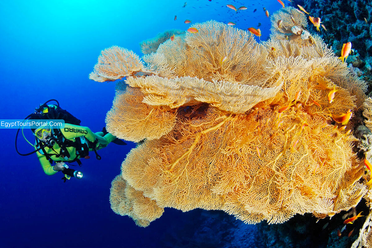 Diving Locations in Giftun Island - Egypt Tours Portal