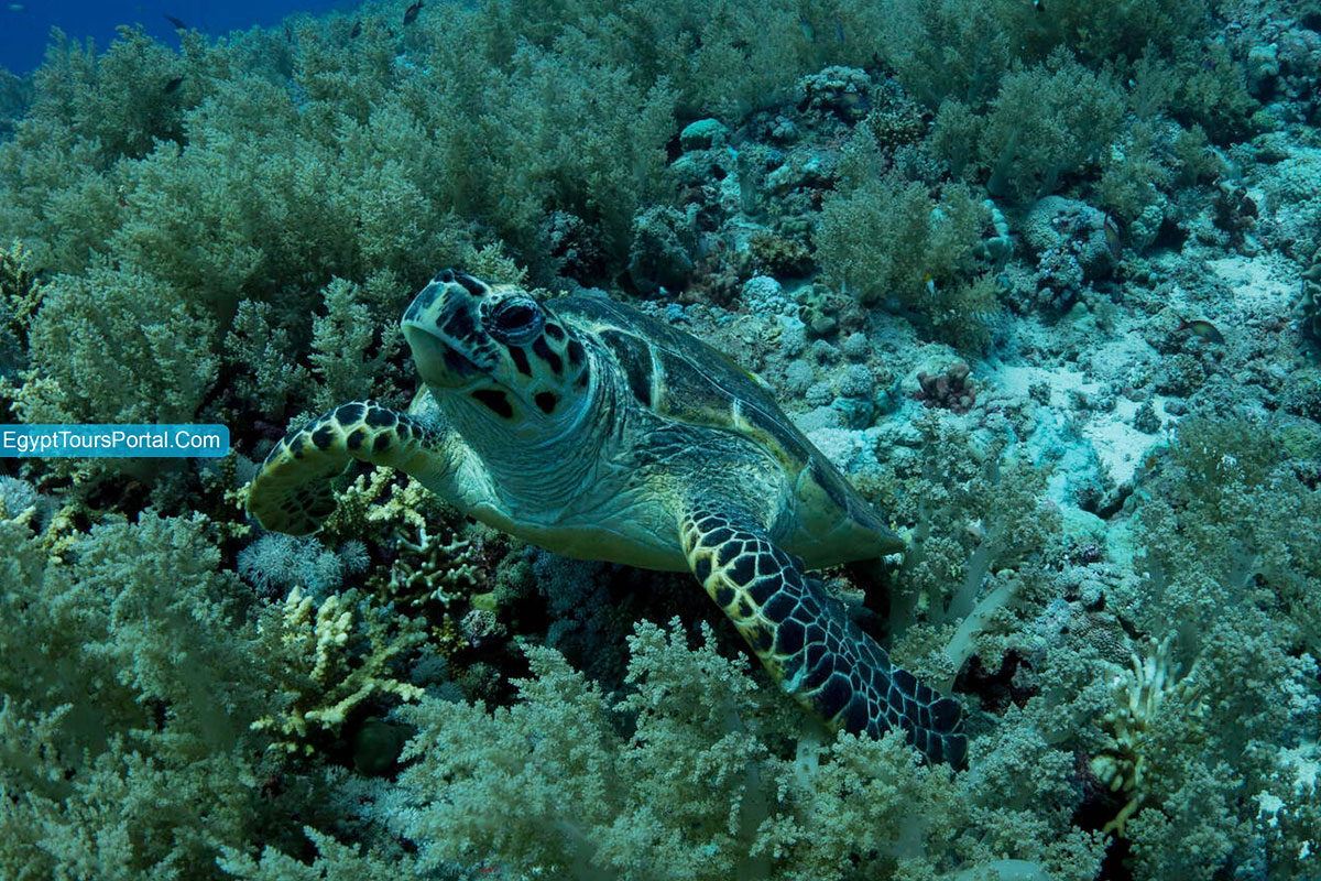 Diving Spots in Port Ghalib - Egypt Tours Portal