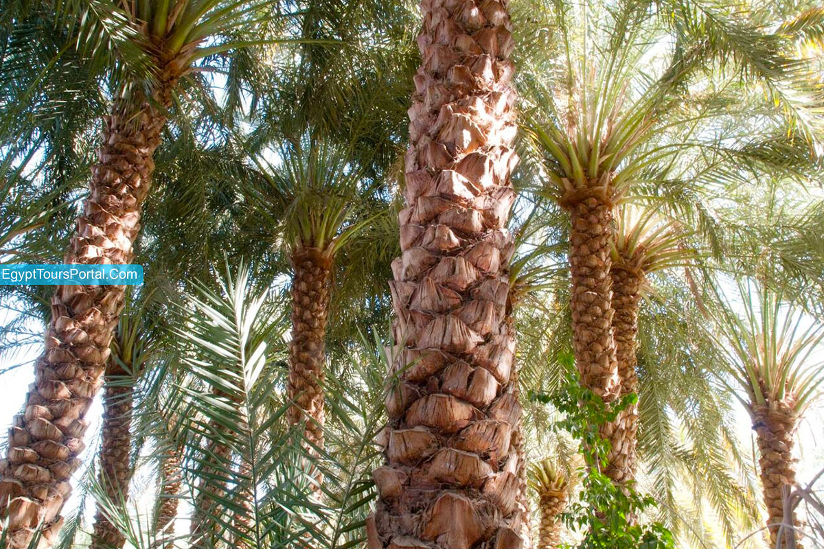 Farafra Oasis Ecolife - Egypt Tours Portal