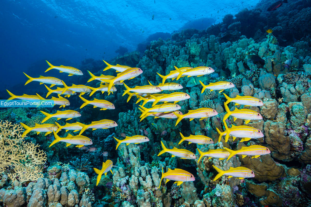 Marine and Wildlife in Giftun Island - Egypt Tours Portal