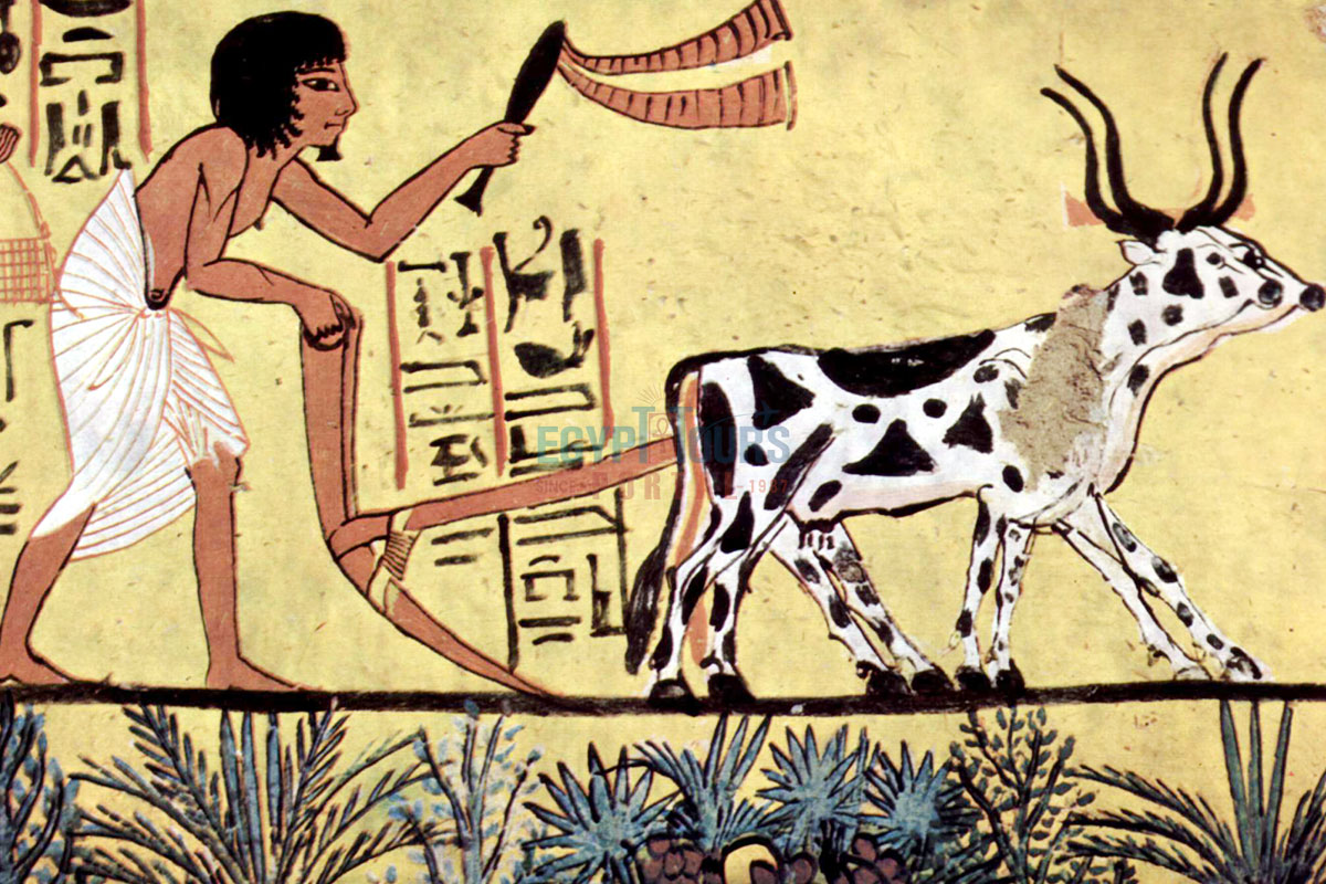 Ancient Egyptian Animals Practicality - Ancient Egyptian Temples