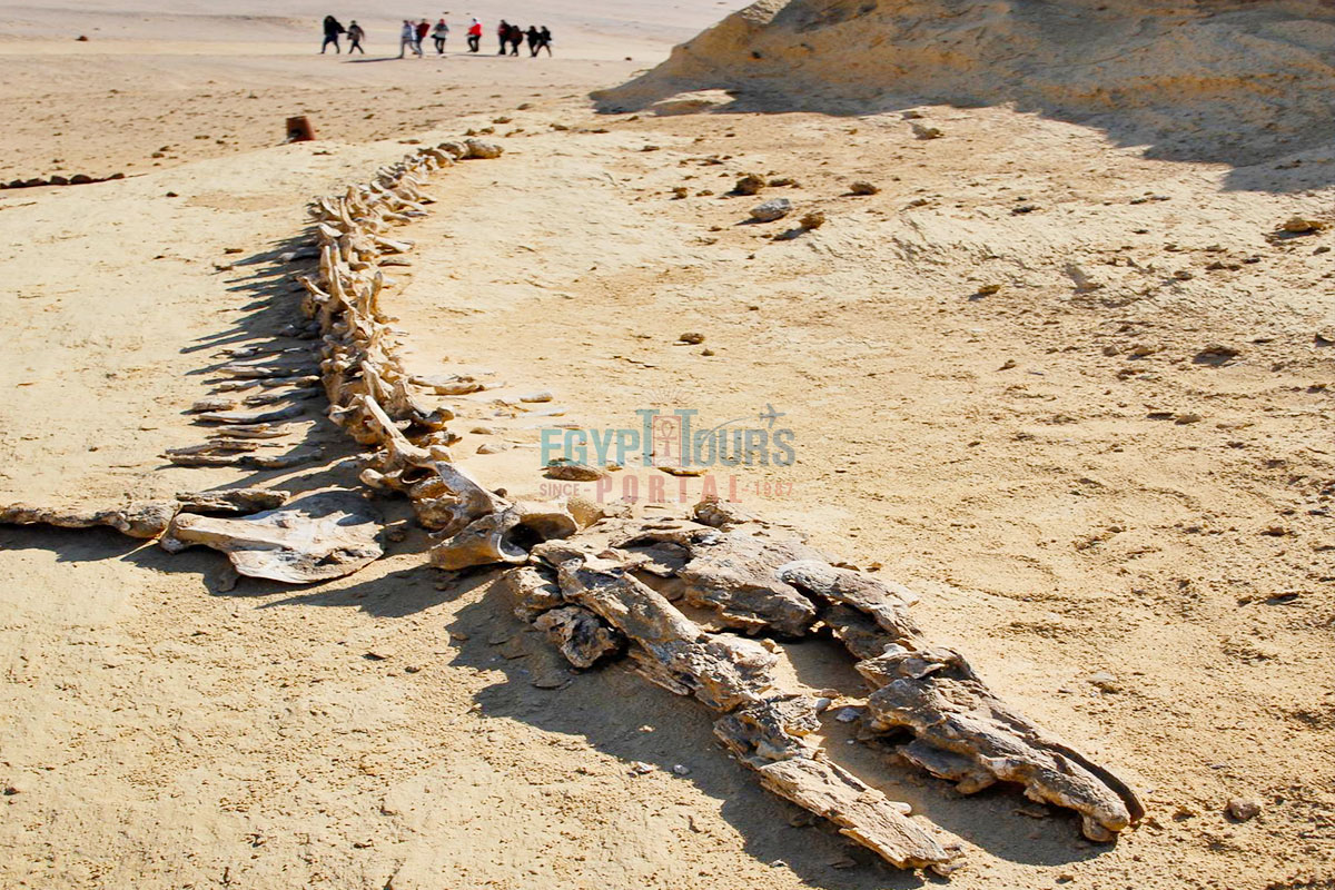 Wadi El Hitan (Whale Valley) - Egypt Tours Portal