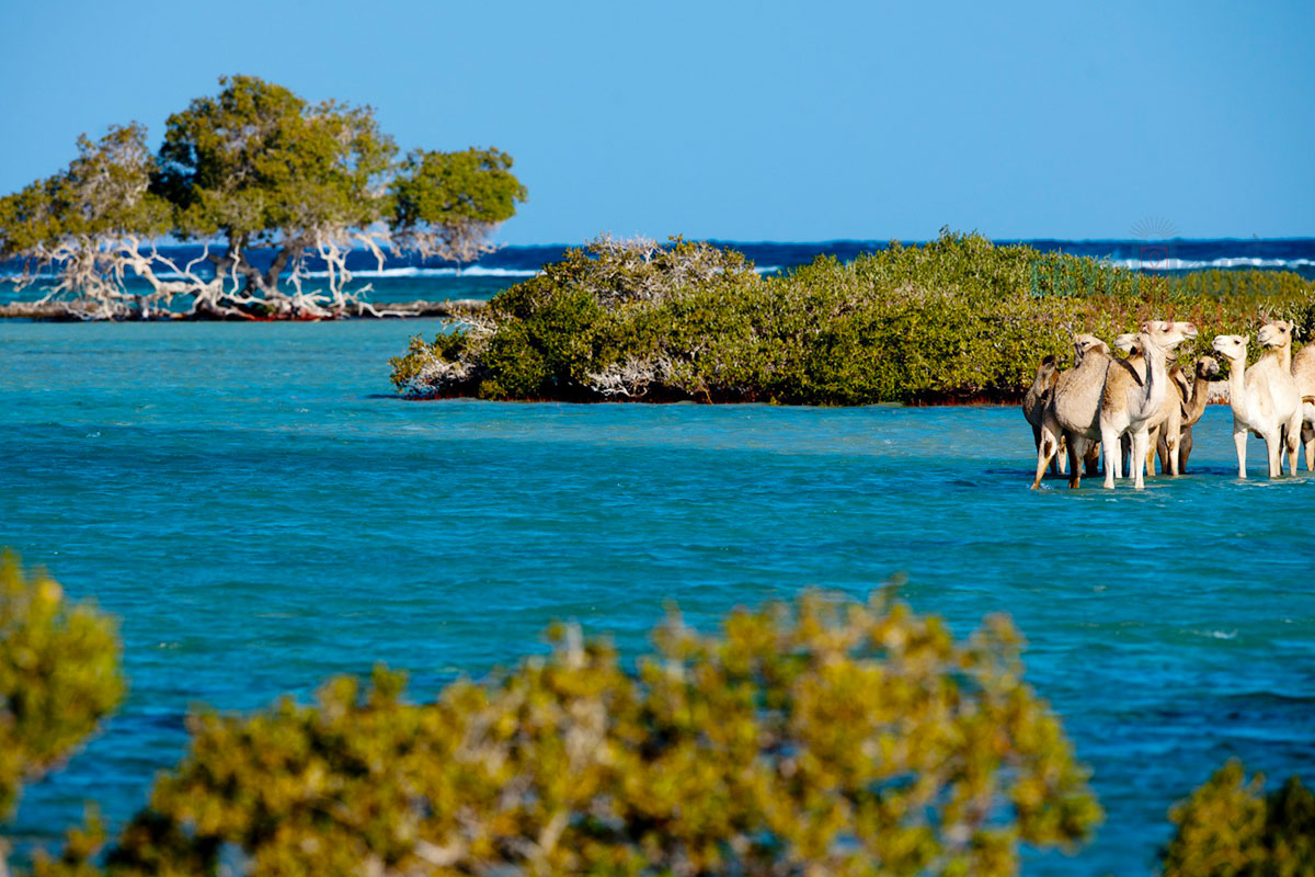 Wadi El Gemal National Park - Egypt Tours Portal