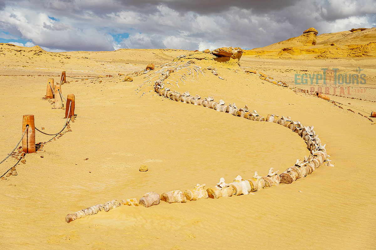 Wadi El Hitan - Egypt Tours Portal