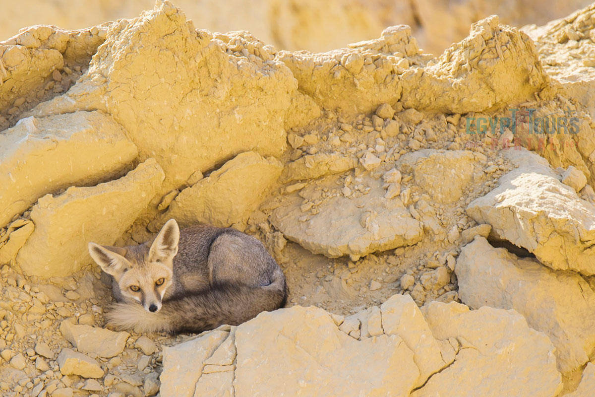 Wadi El Hitan Wildlife- Egypt Tours Portal