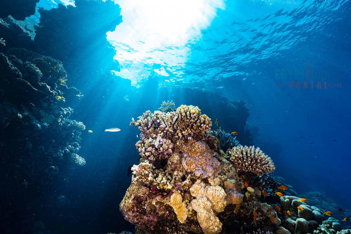 Ecosystem and Marine Life of the Red Sea - Egypt Tours Portal