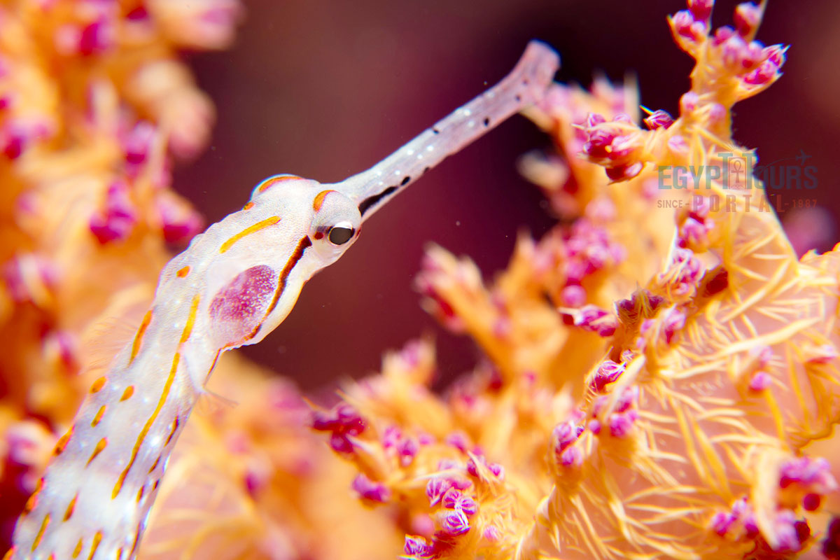 Name of the Red Sea - Egypt Tours Portal
