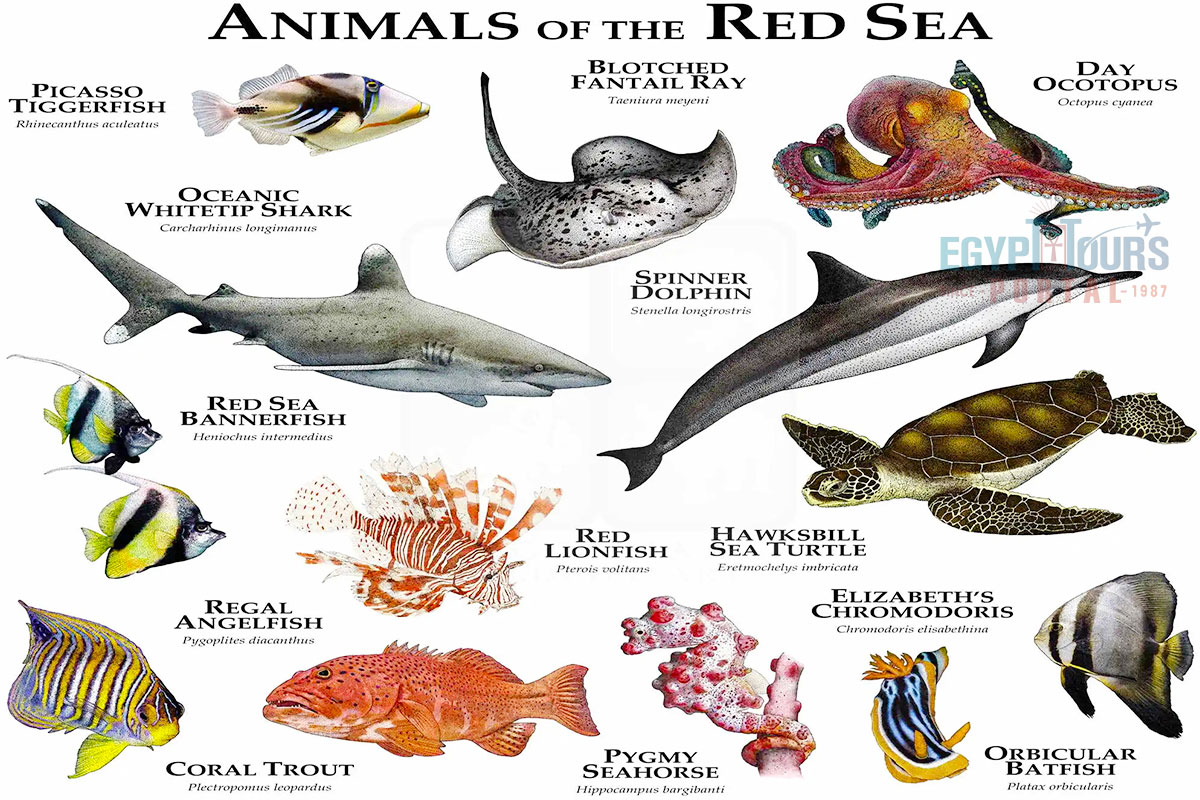 Red Sea Animals - Egypt Tours Portal