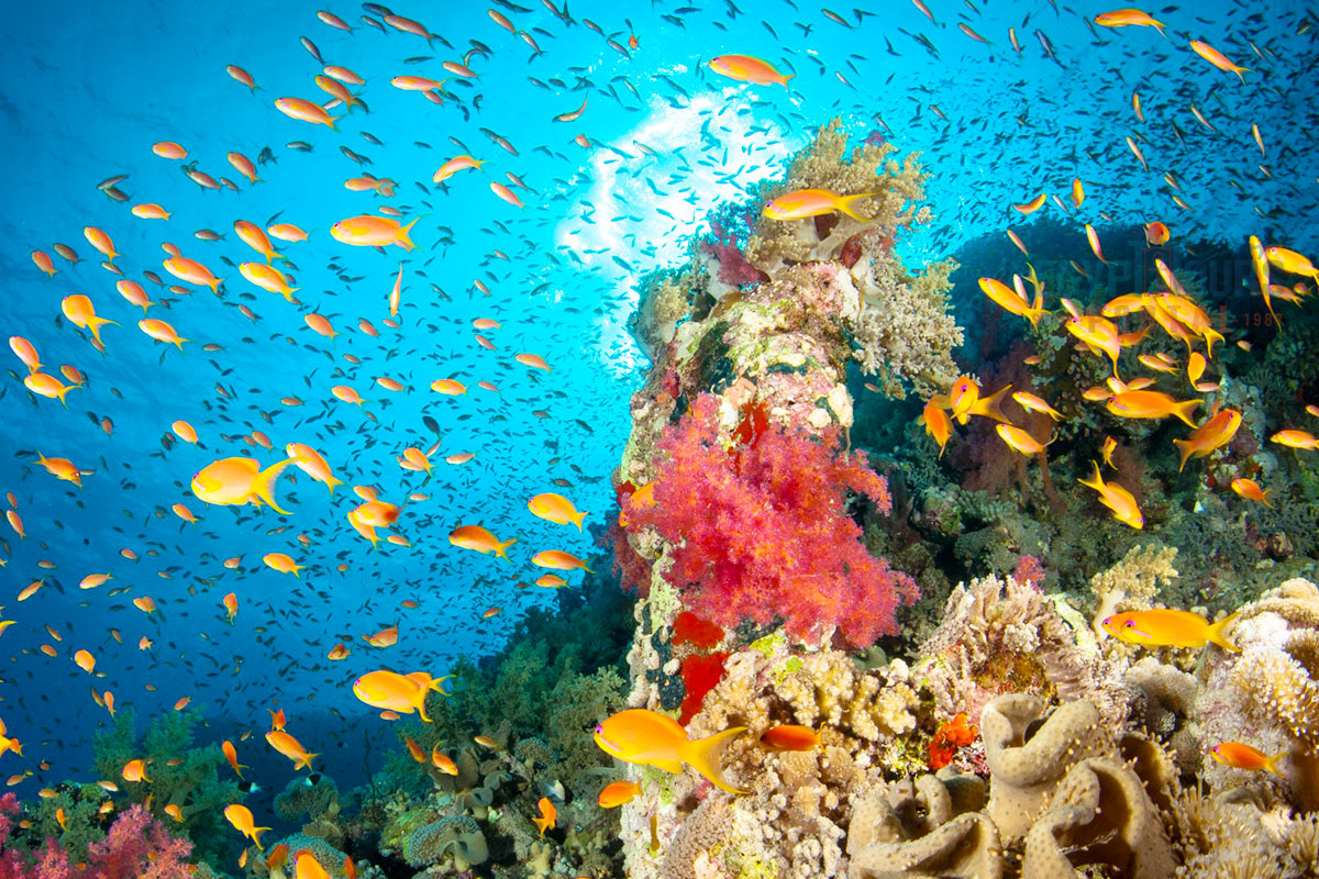 Red Sea Fishes - Egypt Tours Portal